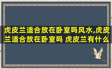 虎皮兰适合放在卧室吗风水,虎皮兰适合放在卧室吗 虎皮兰有什么好处